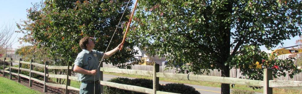 man trimming tree with long shears in northern virginia