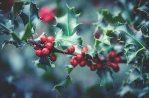 Winter landscape holiday decorating tips Vienna, VA