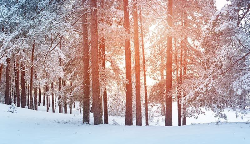 winter landscaping services
